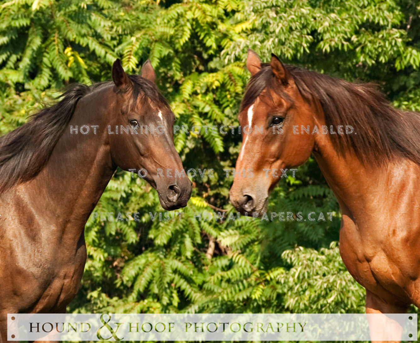 2 Horses Brown Ponies Filly Black Foal Baby - Sorrel - HD Wallpaper 