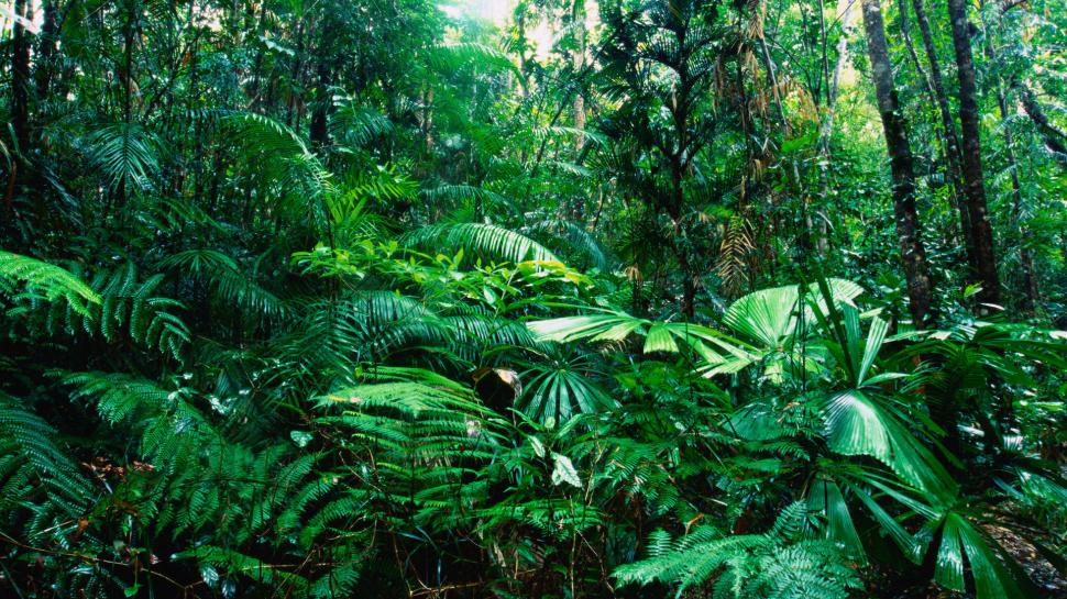 Green Jungle Trees Plants Hd Wallpaper,nature Hd Wallpaper,trees - HD Wallpaper 
