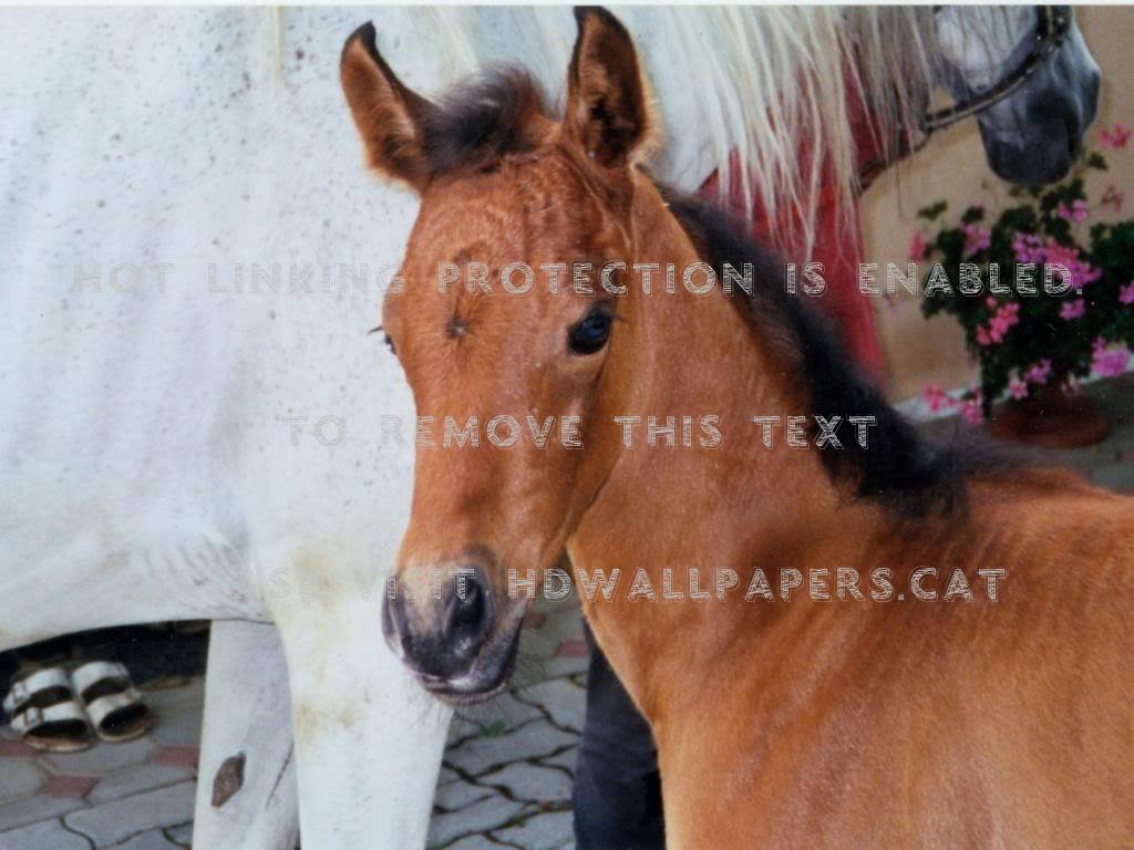 The Brown Baby Horse Nature White Arabians - Baby Horses Brown And White - HD Wallpaper 