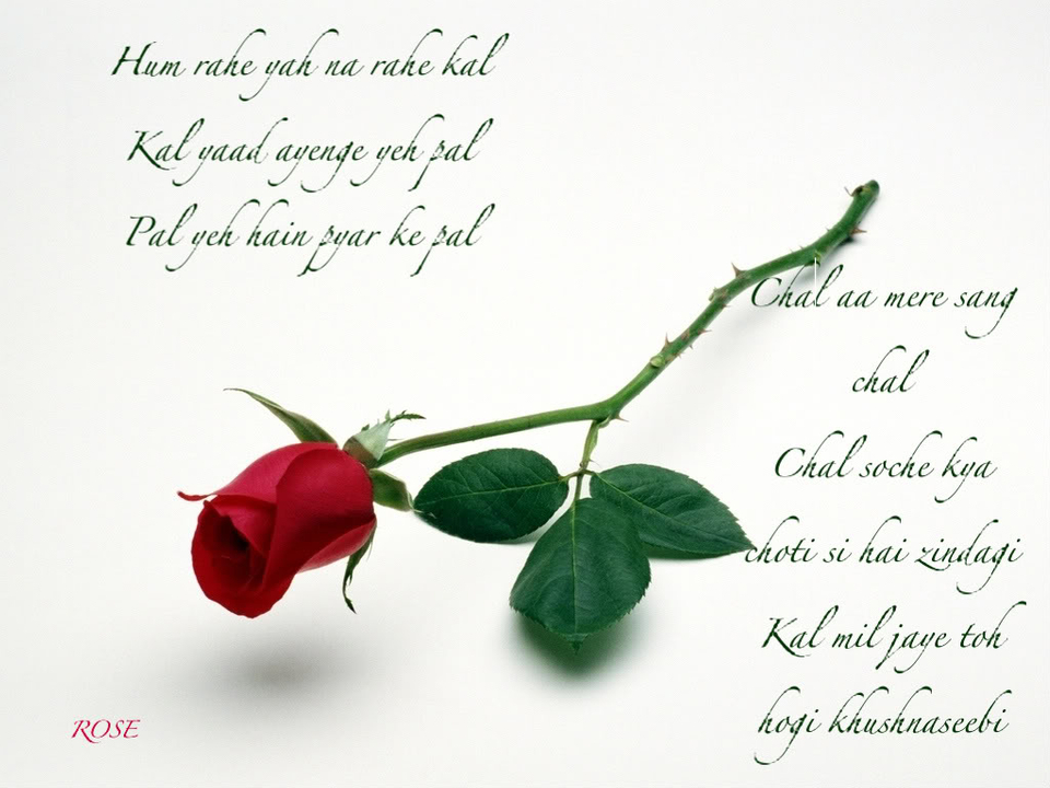 Image For Honey - 玫瑰 - HD Wallpaper 