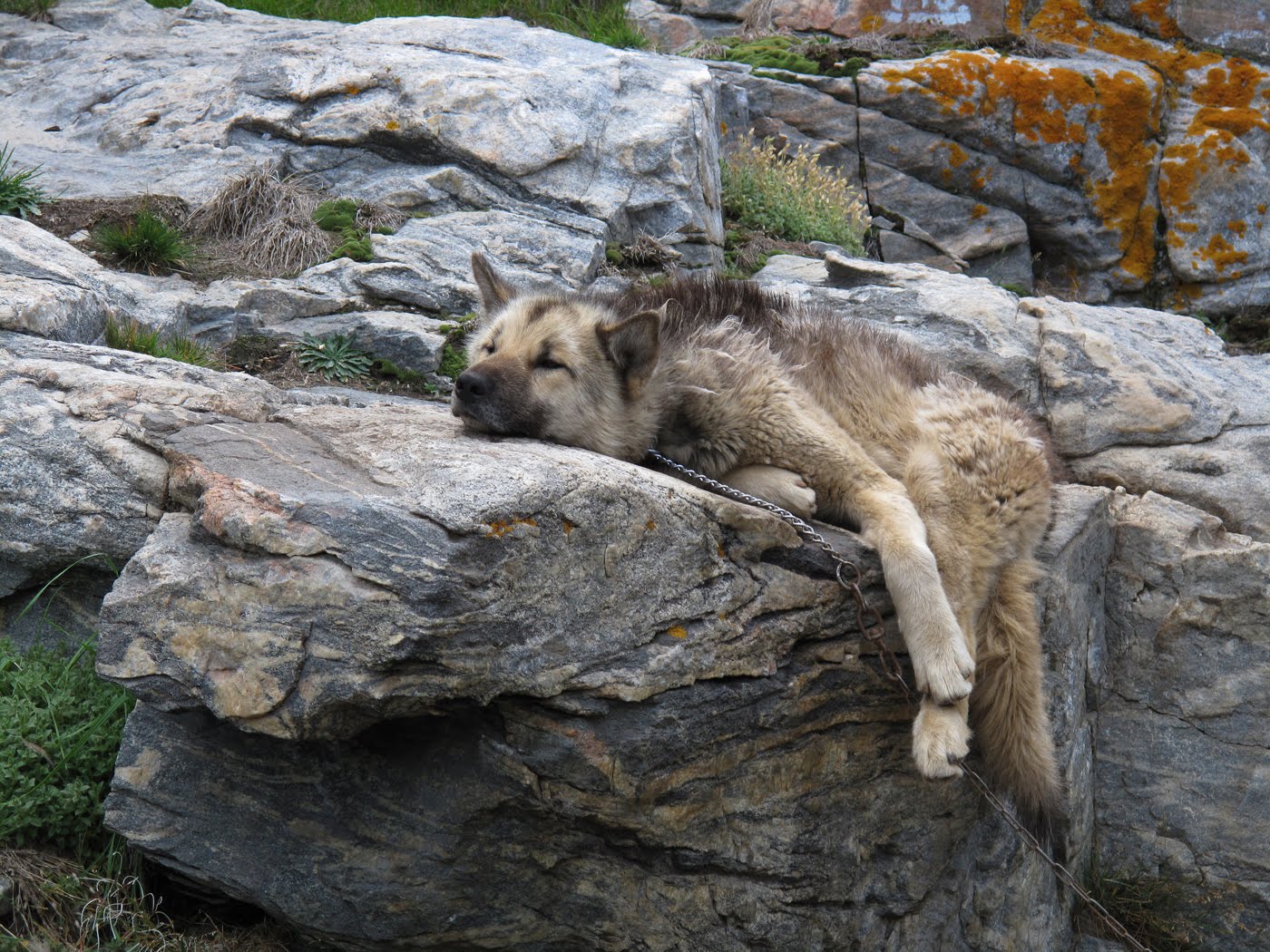 Resting Greenland Dog Wallpaper - Greenland Dog - HD Wallpaper 