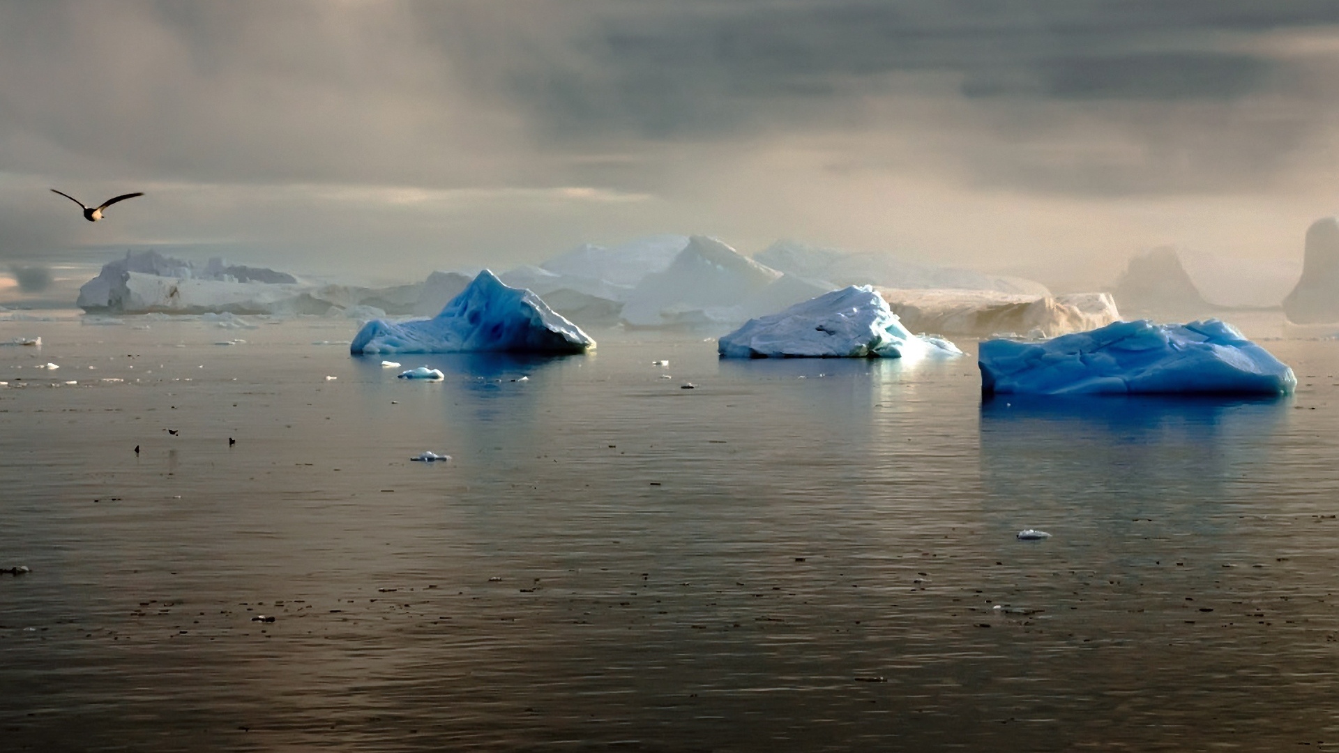 Wallpaper Iceberg Overcast Greenland Sea Seagull - Wallpaper - HD Wallpaper 