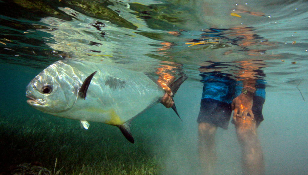 1280 - Fly Fish Roatan Honduras - HD Wallpaper 