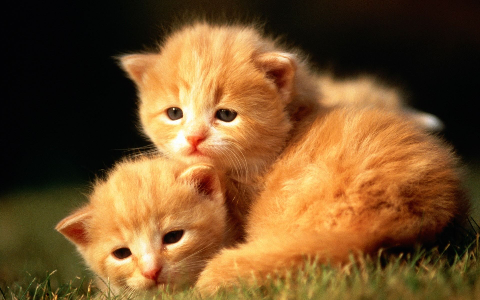 Baby Wallpaper Animals - HD Wallpaper 