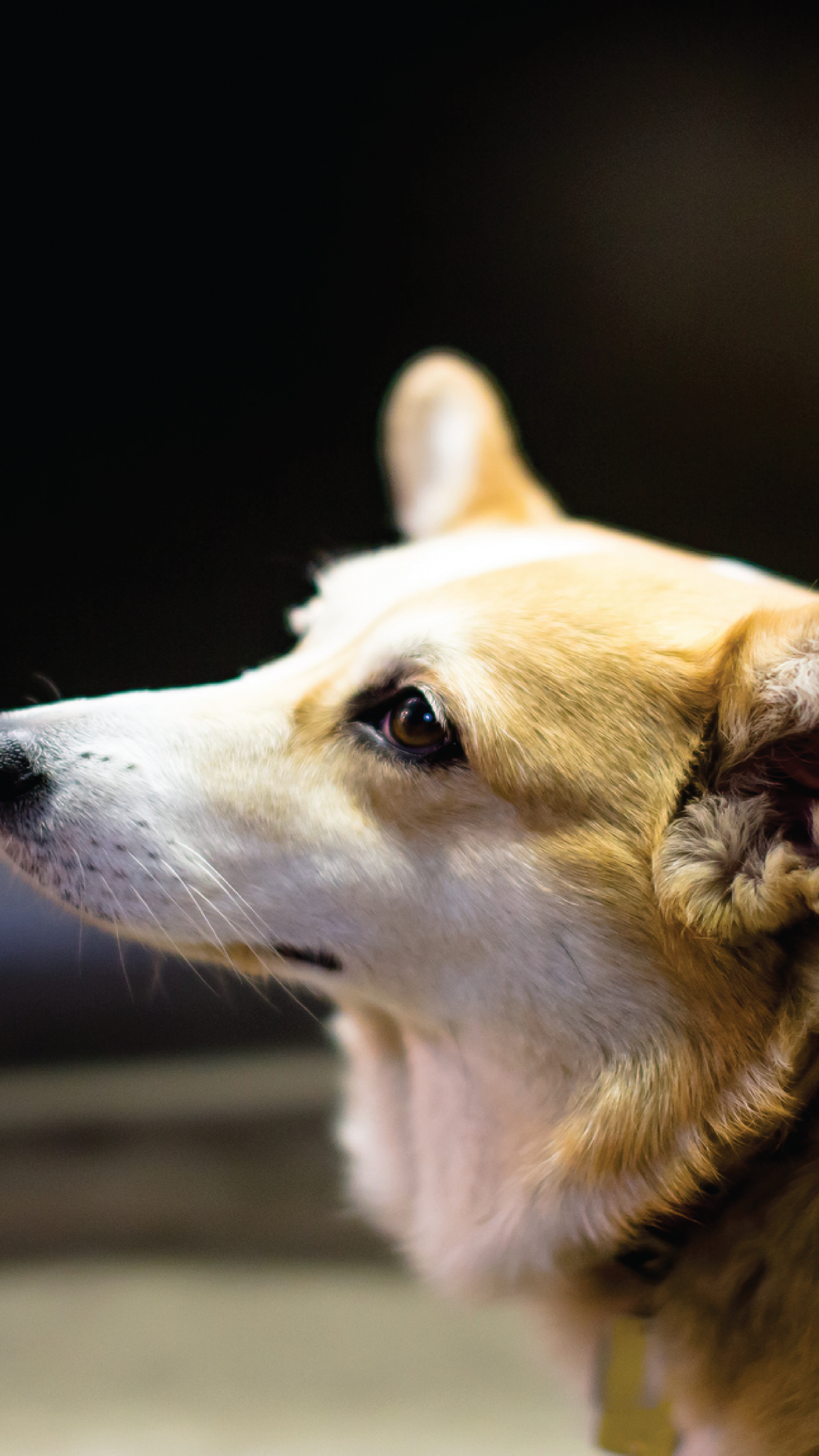 Just Watch Her Innocent Lookso Sweet - Pembroke Welsh Corgi - HD Wallpaper 