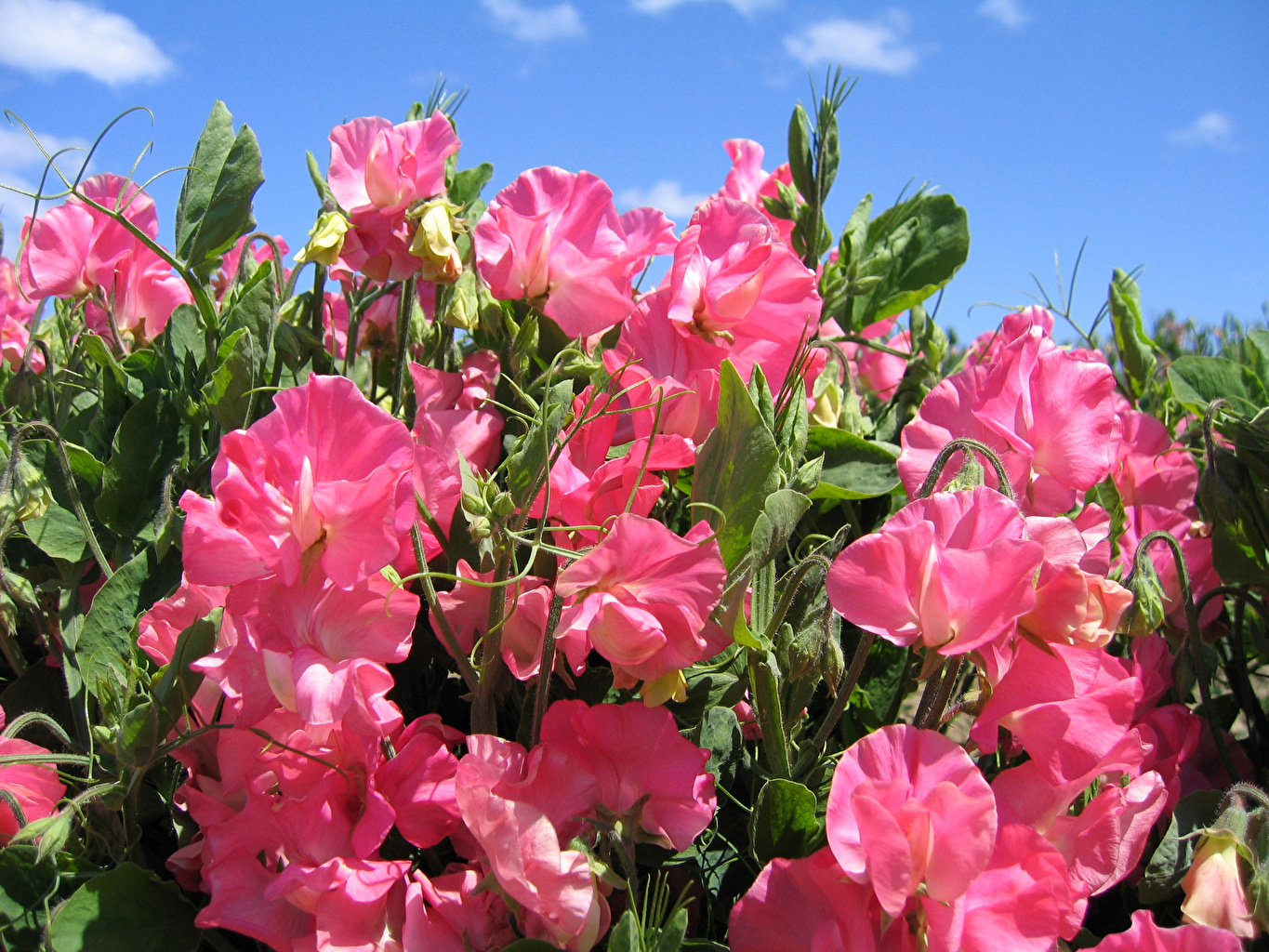 Sweet Pea Wallpaper - HD Wallpaper 