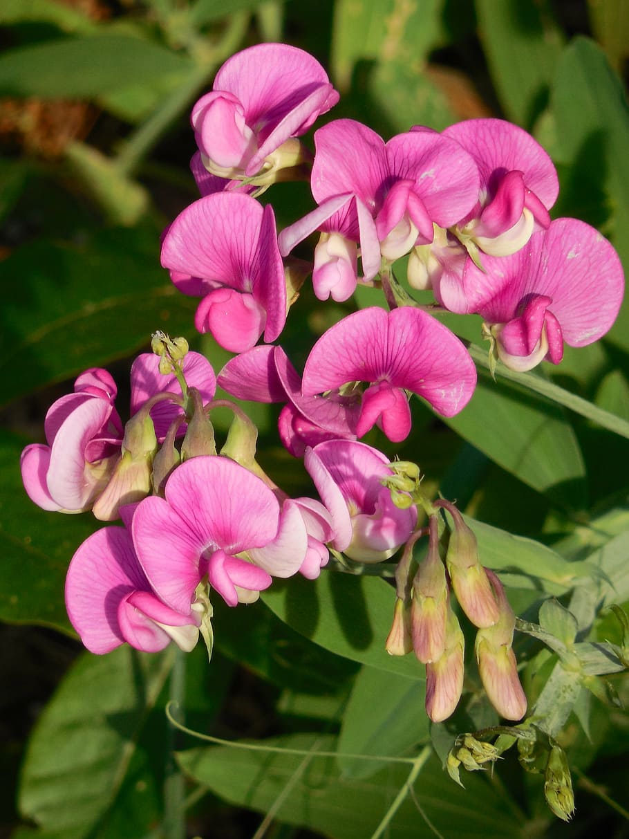Sweet Pea, Wild Flower, Plant, Nature, Bloom, Flora, - Flores Ervilhas De Cheiro - HD Wallpaper 