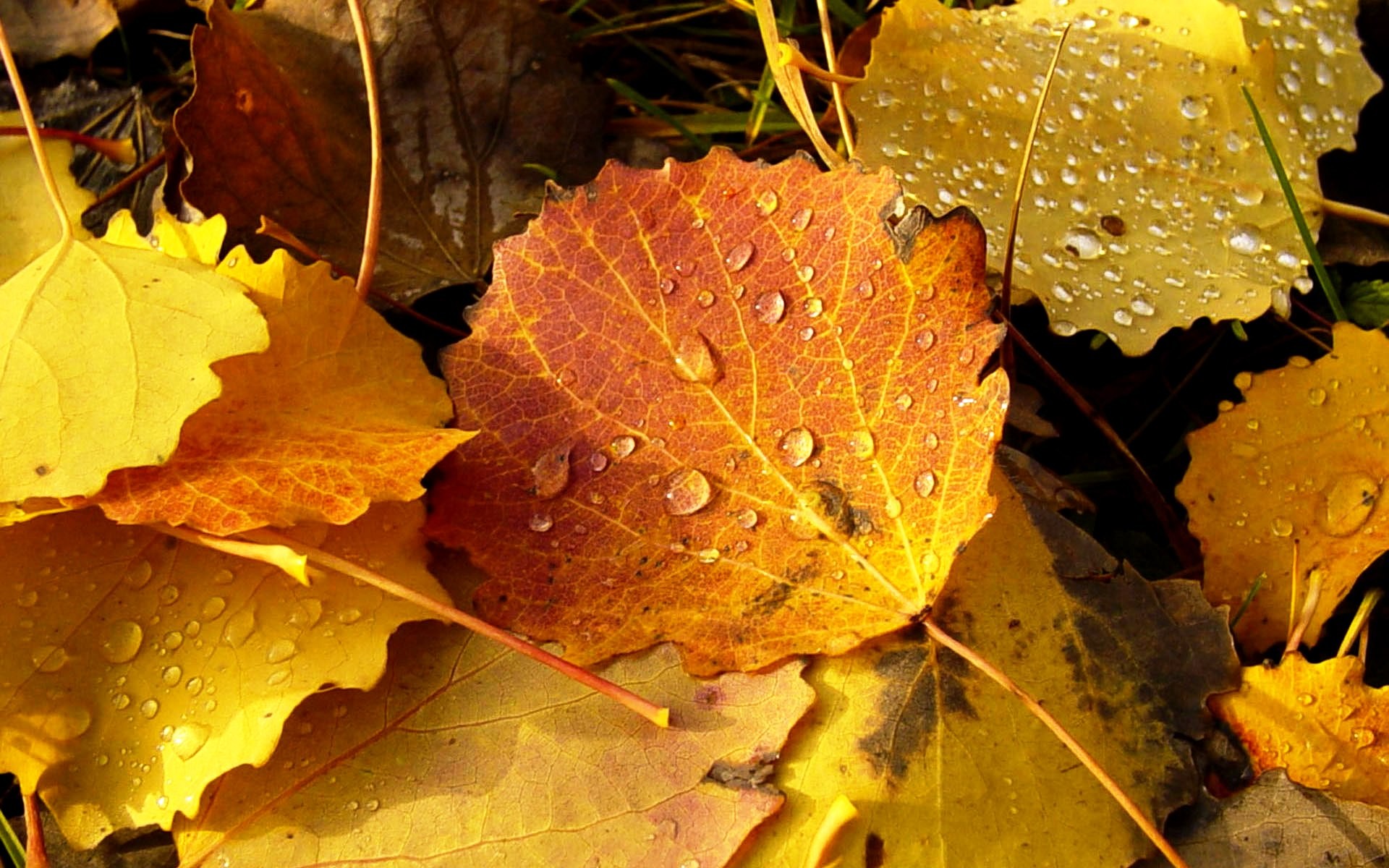 Autumn Leaves With Water Drops - HD Wallpaper 