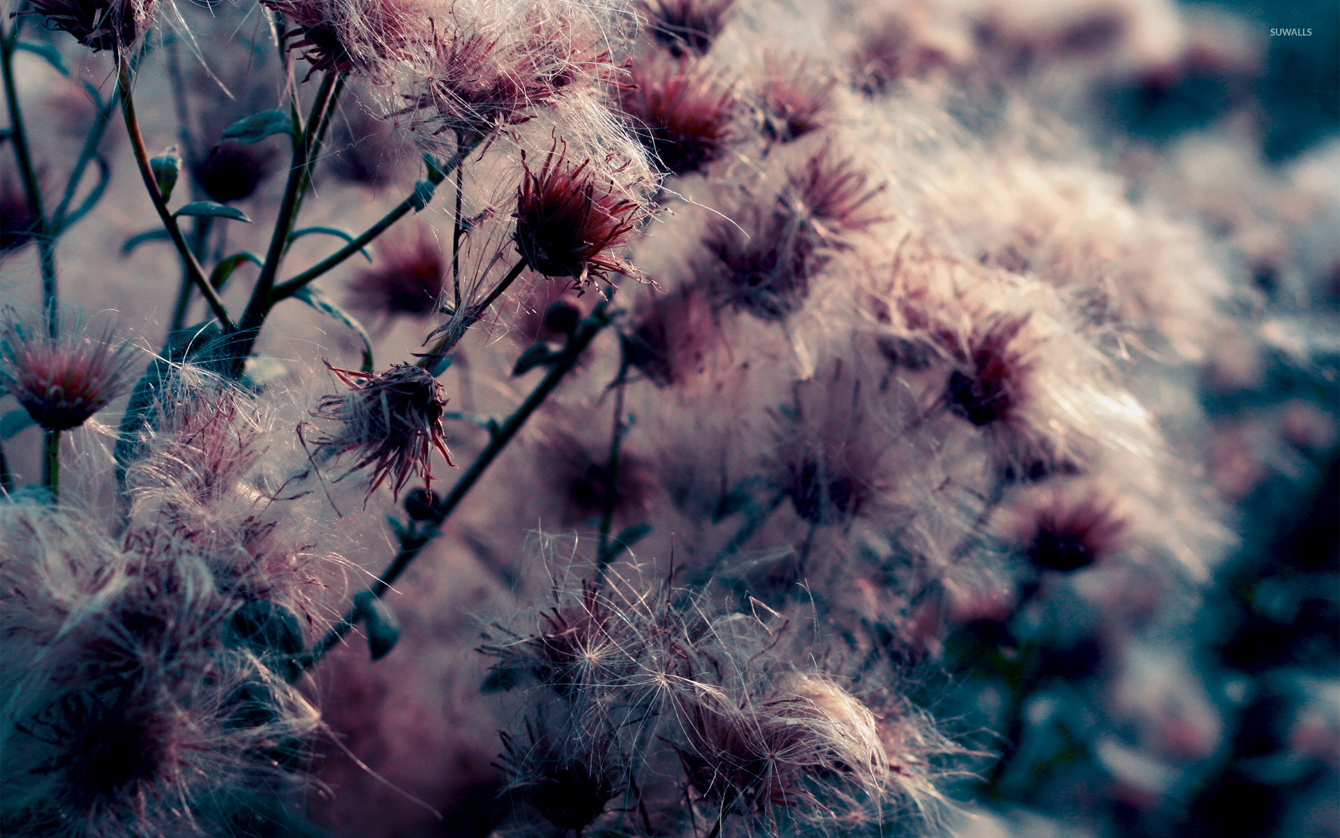 Larch - HD Wallpaper 