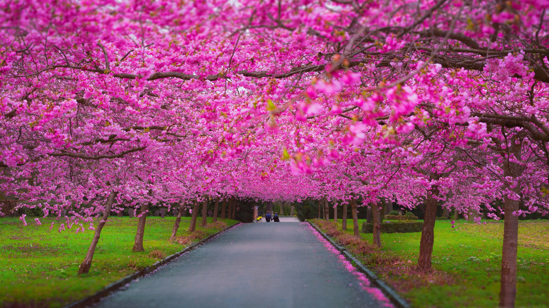 Romantic Spring Wallpaper - 1440p Spring - HD Wallpaper 