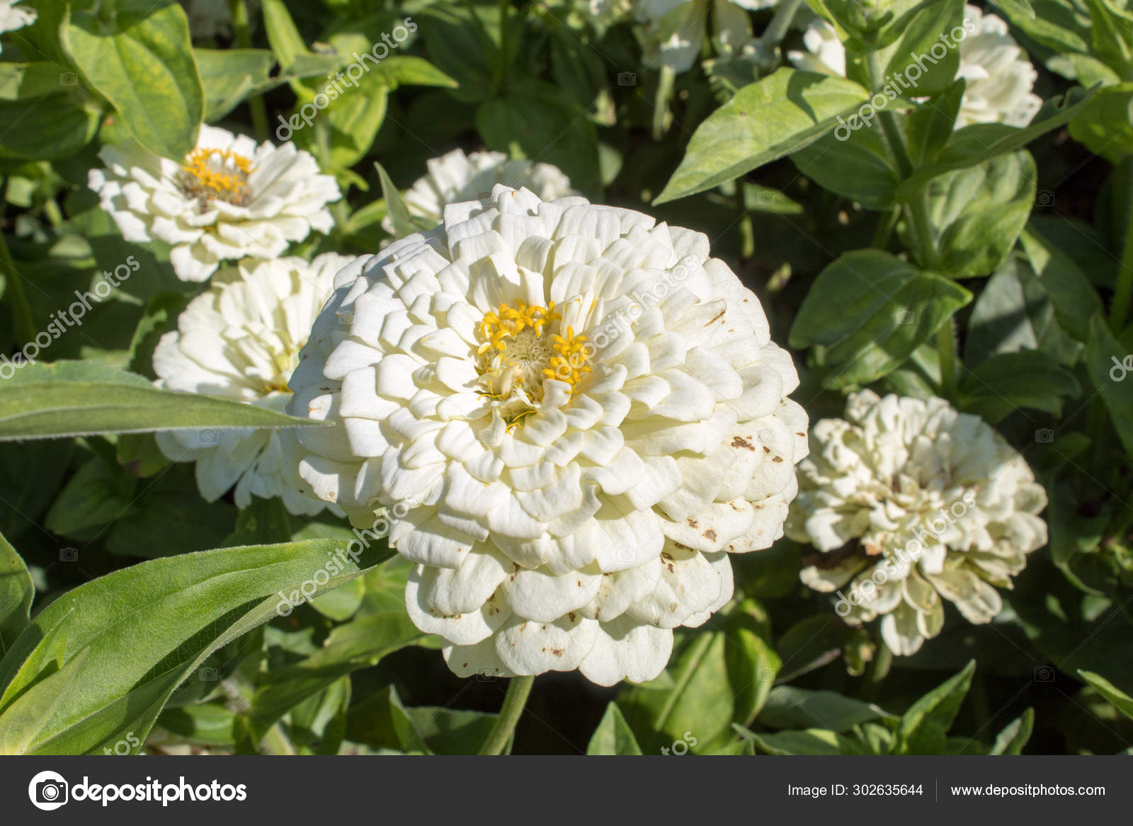 Common Zinnia - HD Wallpaper 