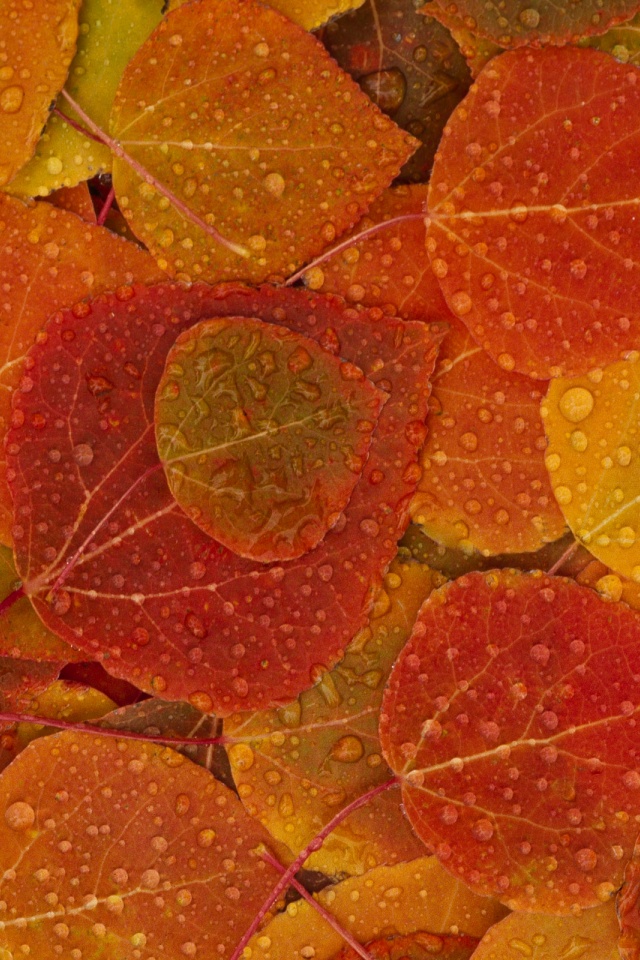 Iphone Wallpaper Orange Leaves - HD Wallpaper 
