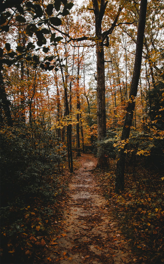 Trees Hd Photography - HD Wallpaper 