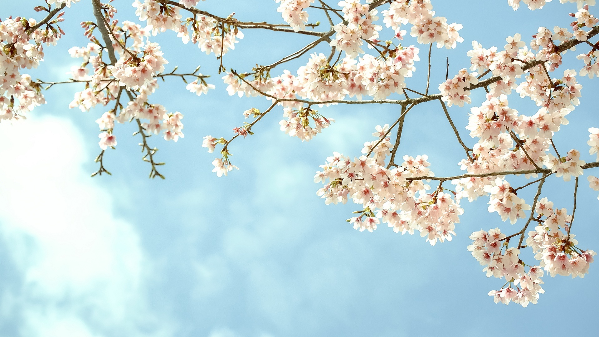Pictures Of Spring Wallpapers Download Free Images - Spring - HD Wallpaper 