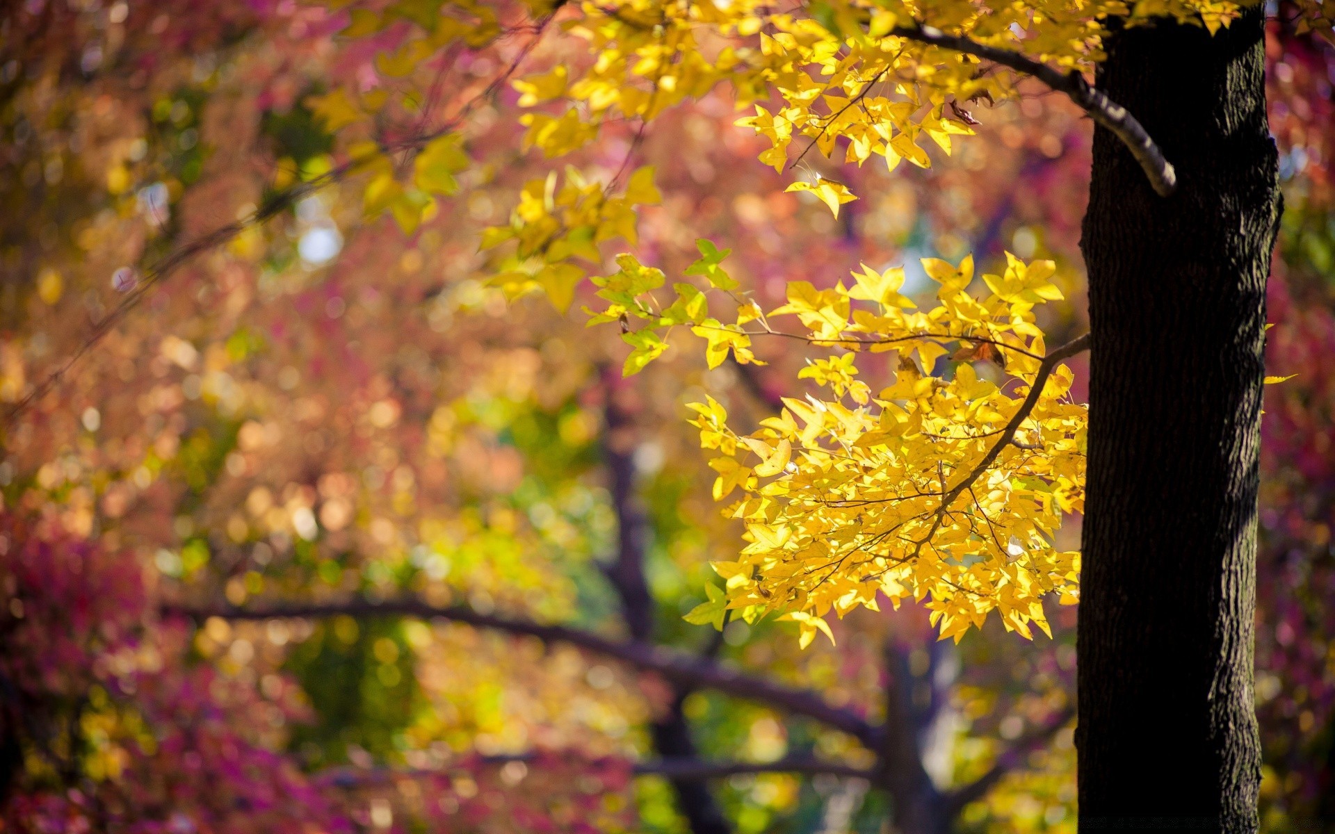 Autumn Tree Fall Leaf Nature Season Park Branch Maple - 1440p - HD Wallpaper 