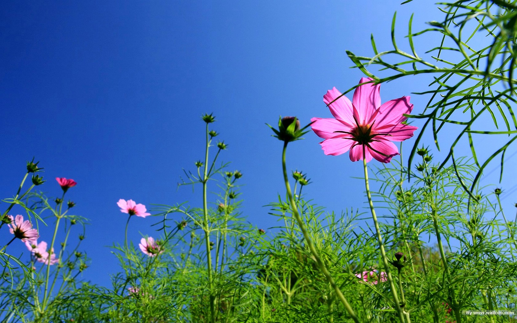 Autumn Flowers 寸电脑桌面壁纸 1680x1050 Wallpaper Teahub Io