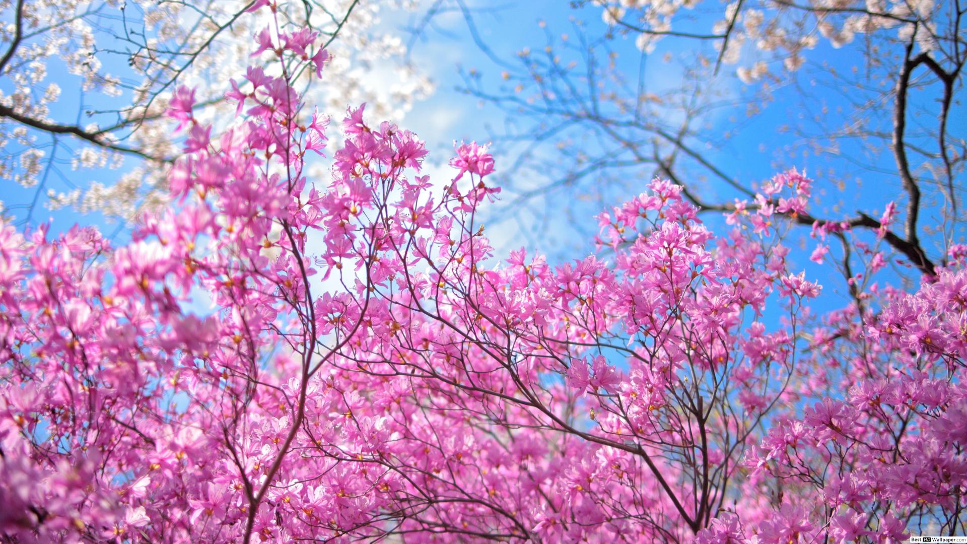 Sakura Hd - HD Wallpaper 