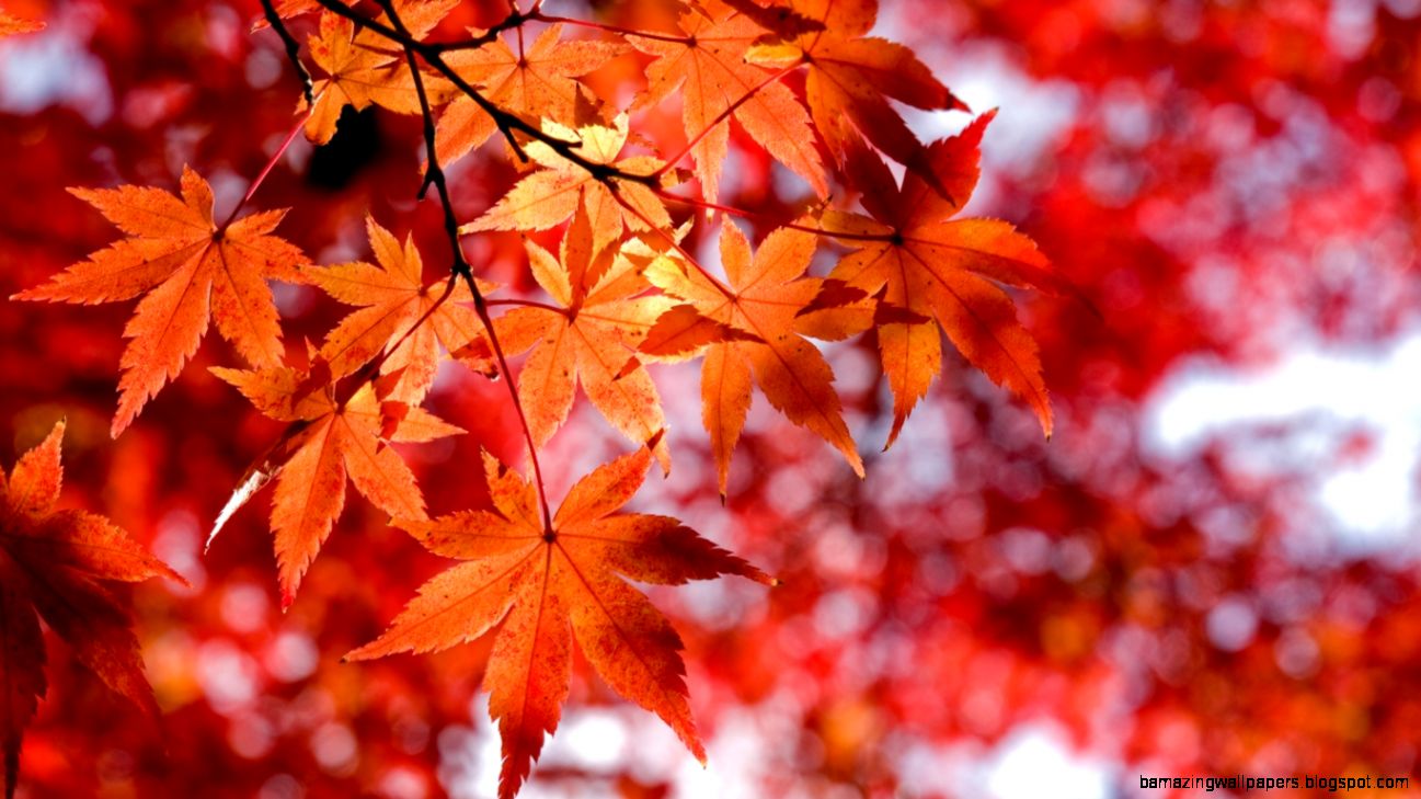 Autumn Leaves Red Wallpaper Iphone 6 1294 Background - Maple Tree Wallpaper Hd - HD Wallpaper 