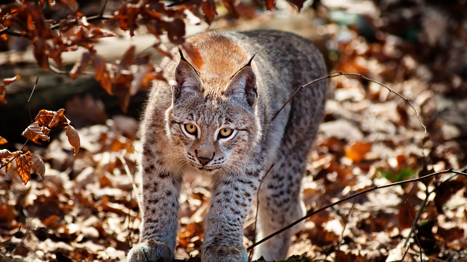 Wallpaper Cat, Leaves, Lynx, Autumn - HD Wallpaper 