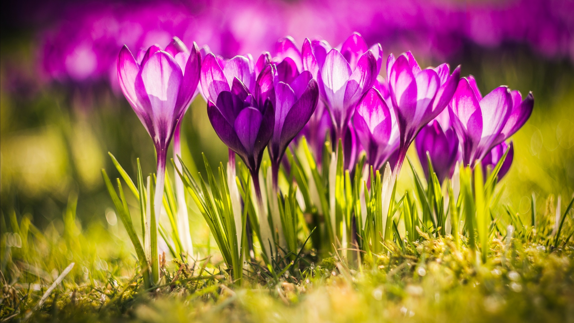 Crocus Flower With Grass Spring - Март Обои На Рабочий Стол - HD Wallpaper 