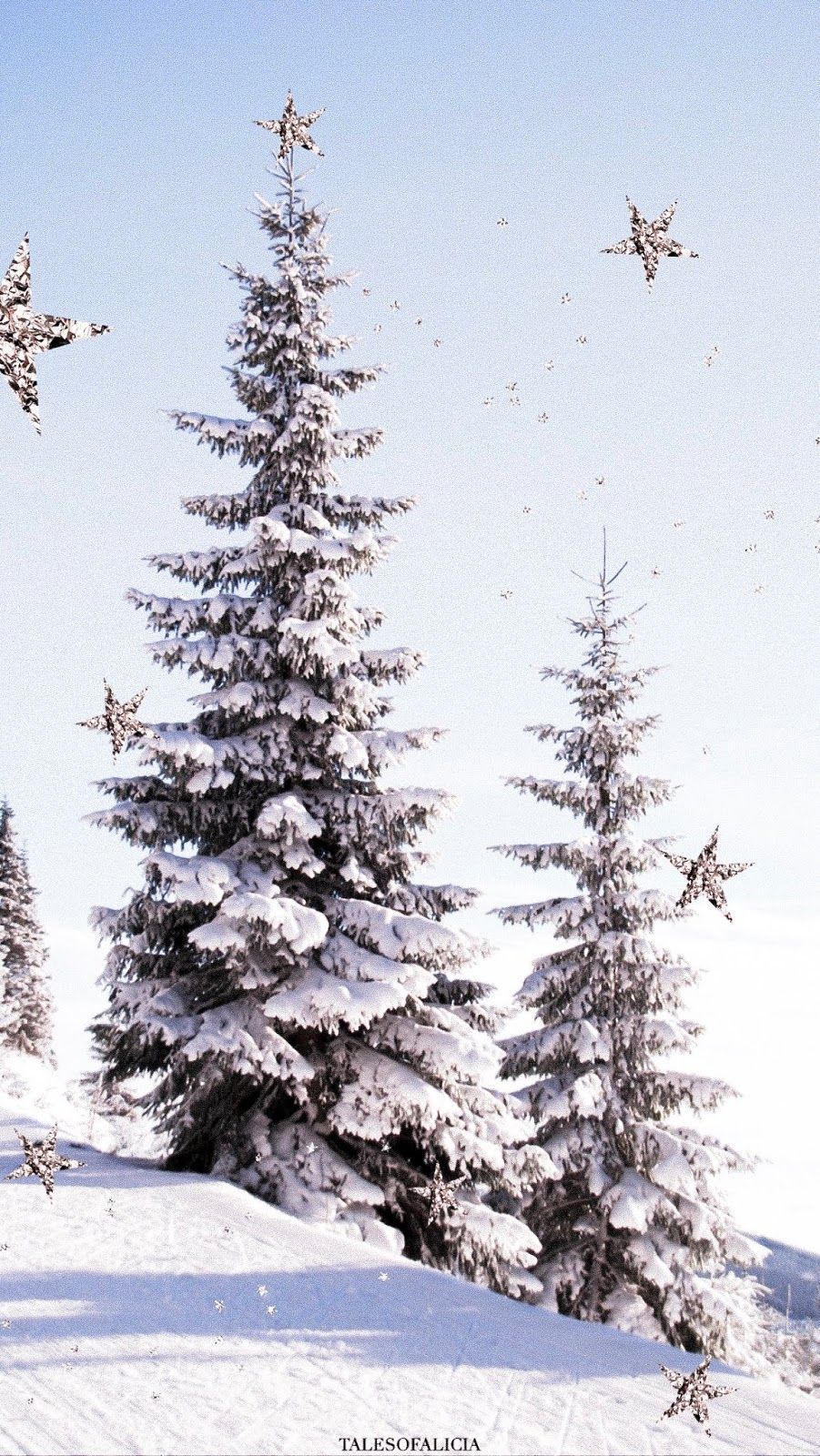 Pine Tree In Snow - HD Wallpaper 