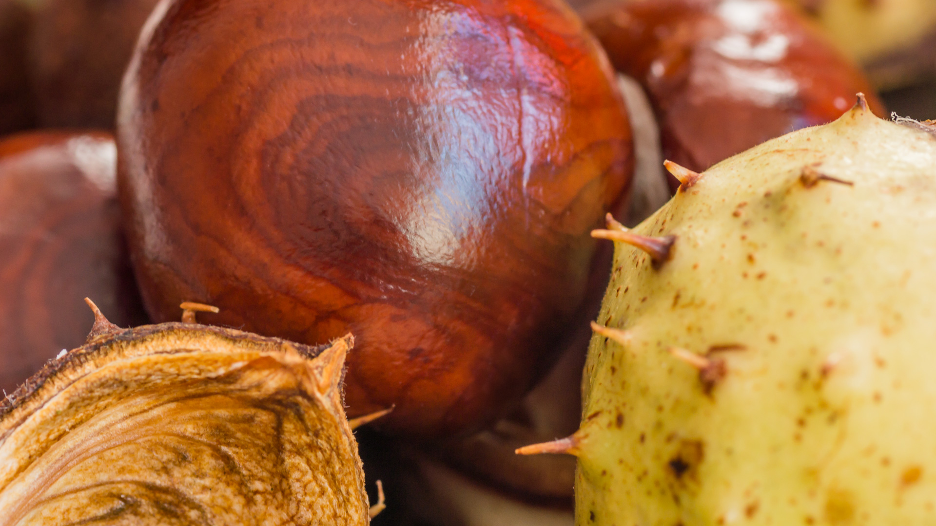 Chestnuts - Kastanie - HD Wallpaper 