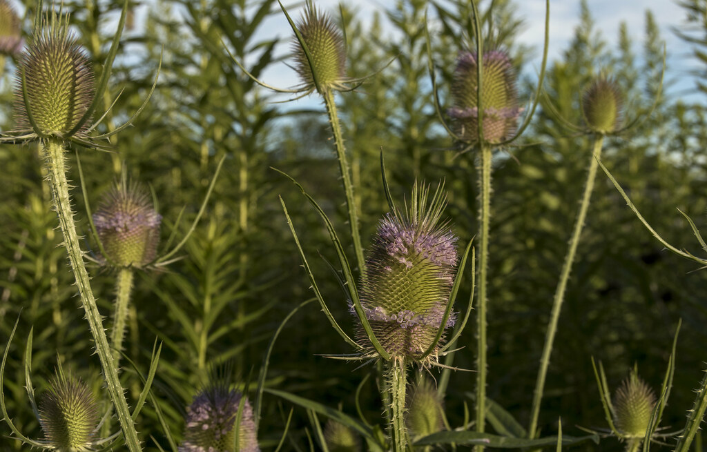 Wildflower - HD Wallpaper 