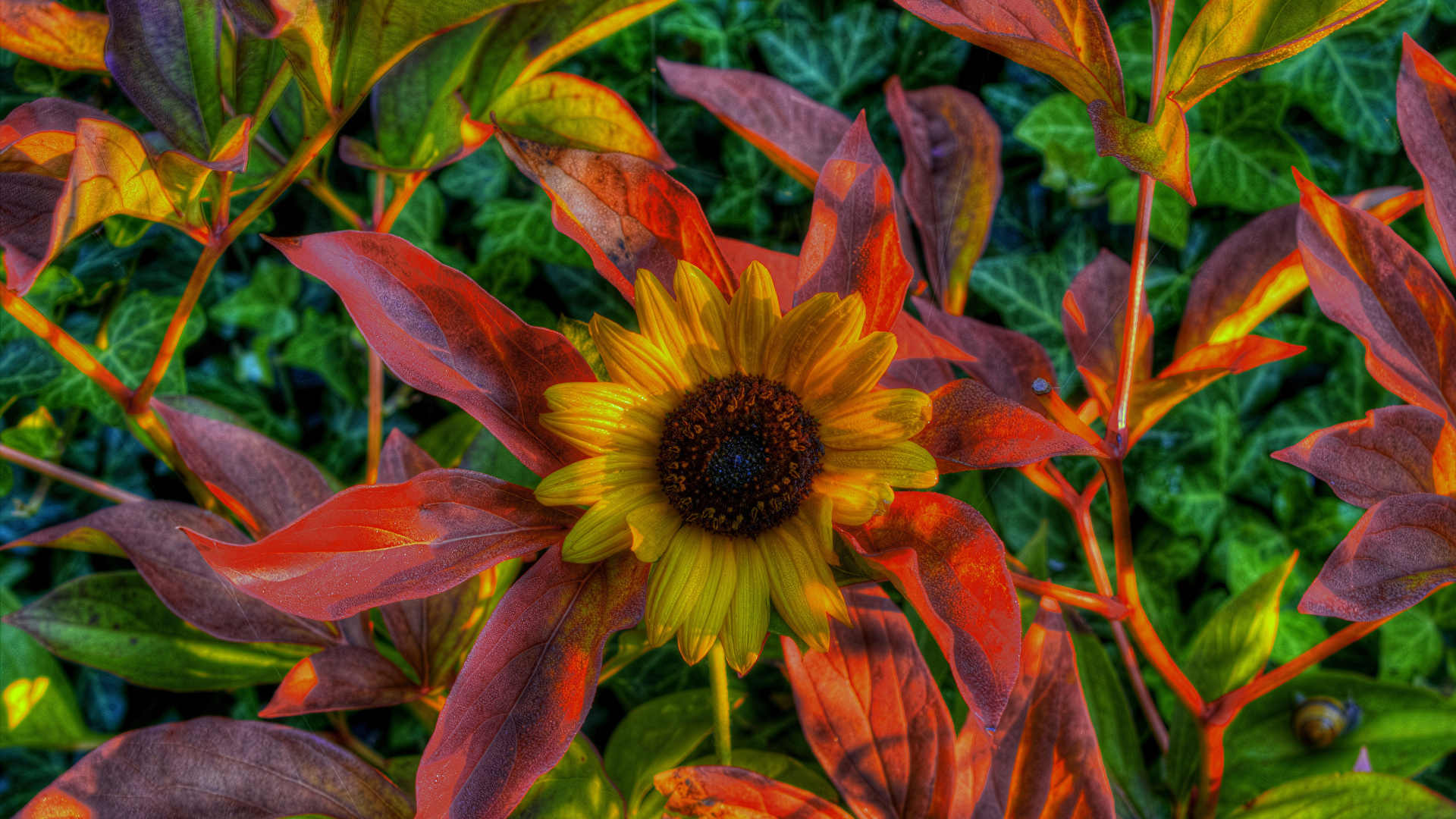 Fall Leaves And Sunflowers Backgrounds - HD Wallpaper 