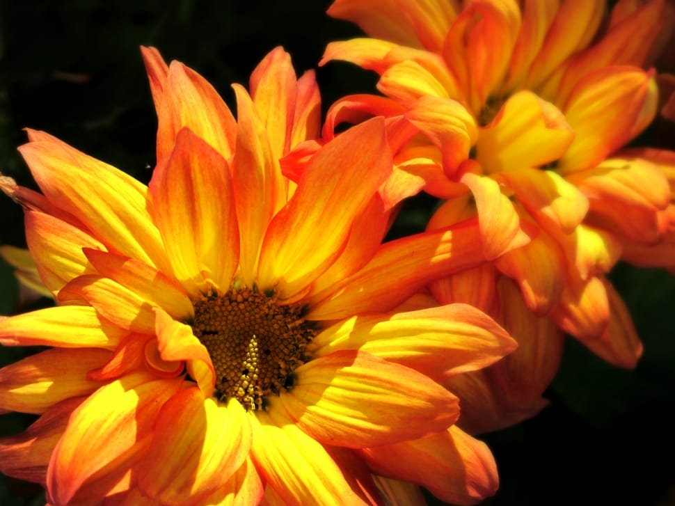 Mums, Yellow, Colorful, Autumn, Flowers, Flower, Petal - รูป ธรรมชาติ Hd สวย ๆ - HD Wallpaper 