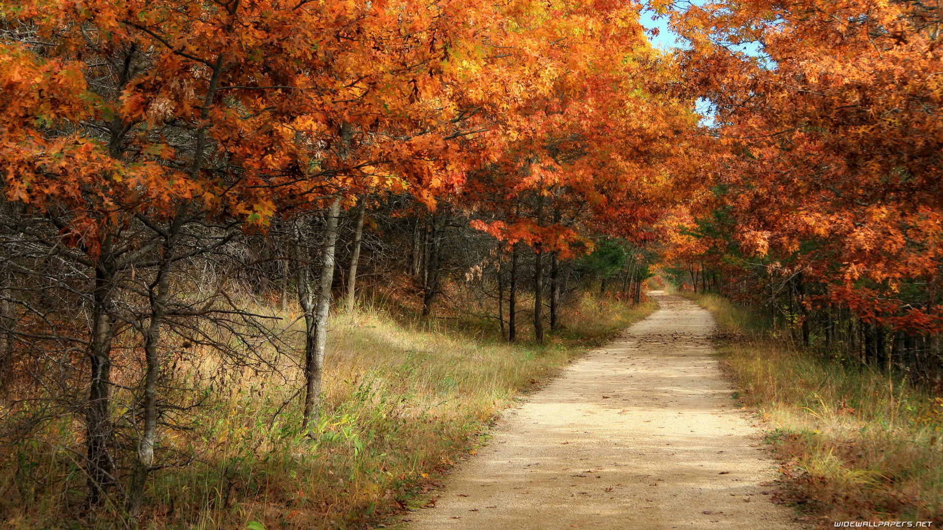 Background 1920x1080 Autumn Path - HD Wallpaper 