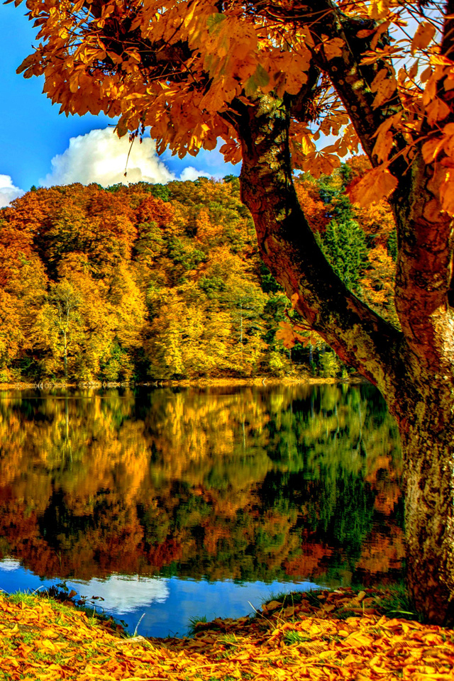 Autumn Trees Wallpaper - Autumn Phone Wallpaper Hd Trees - HD Wallpaper 