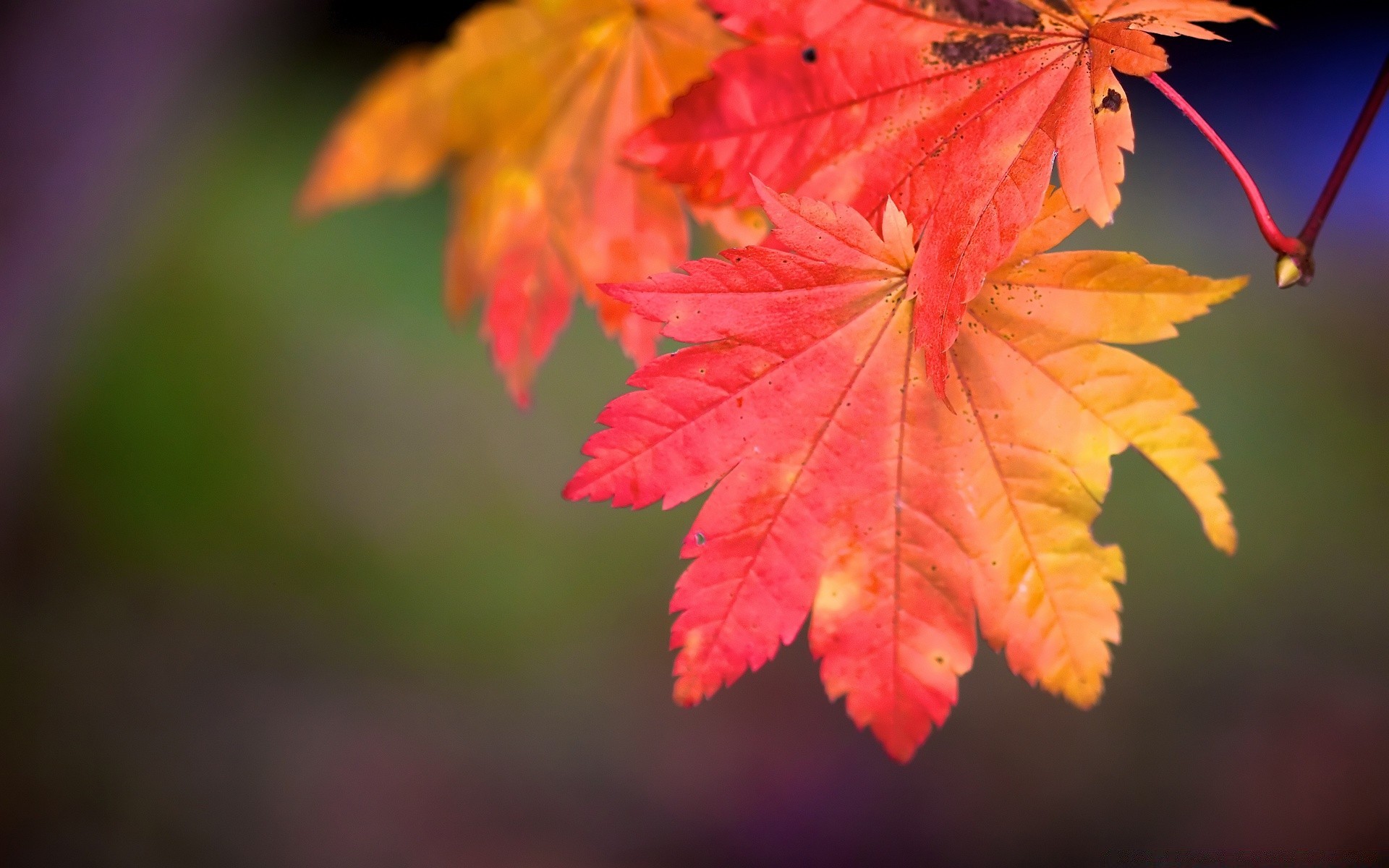 Autumn Leaf Nature Fall Bright Outdoors Flora Maple - Cover For Facebook Autumn - HD Wallpaper 