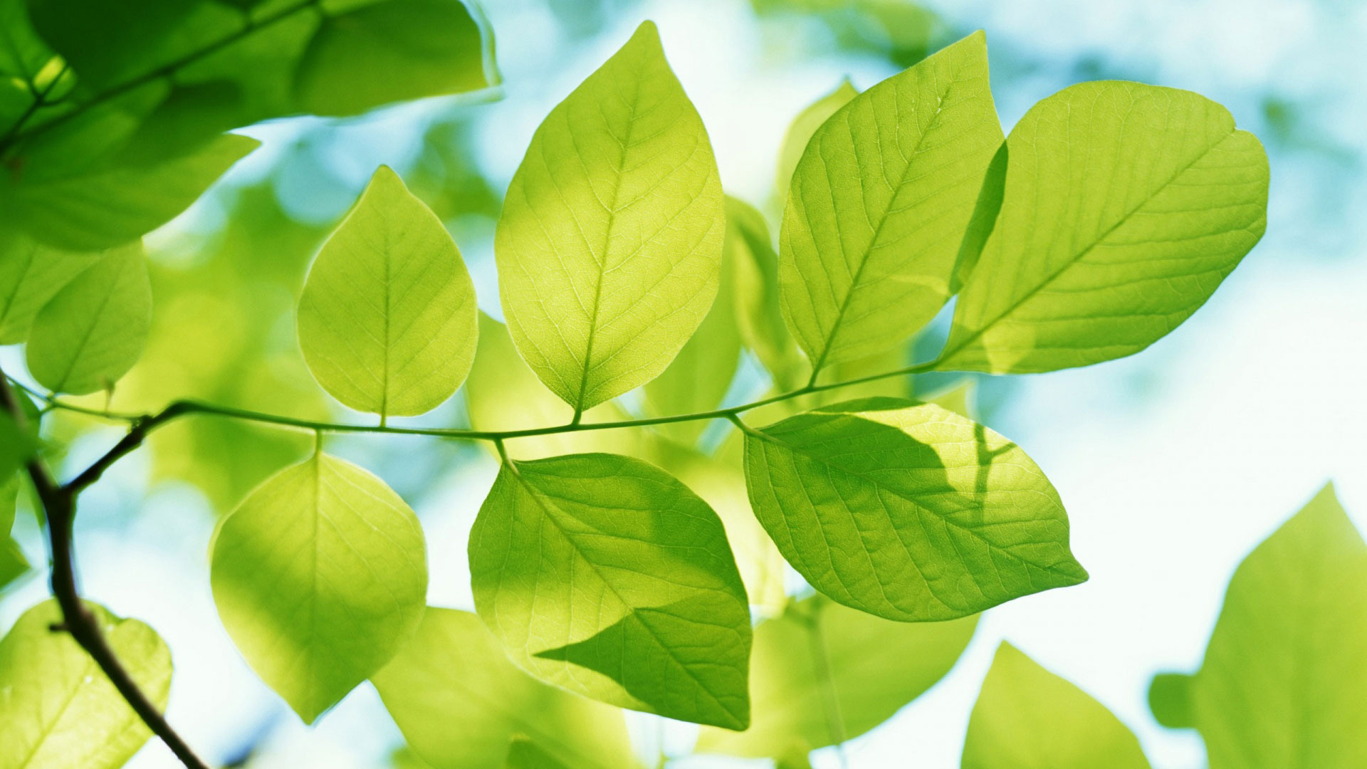 Full Hd Wallpapers, Spring, Spring Wallpapers, Nature, - Green Leaves Hd - HD Wallpaper 