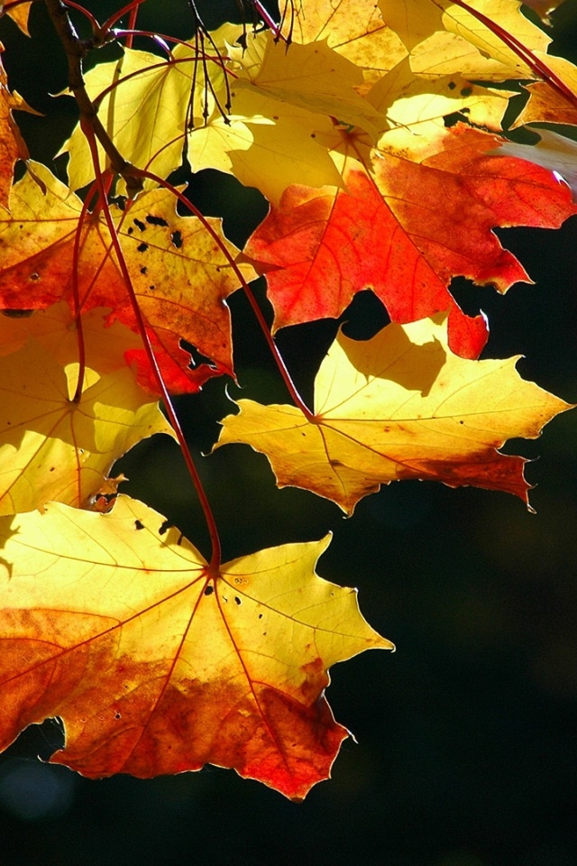 Jesensko Lišće Slike Jeseni Za Pozadinu Iphone 6 - HD Wallpaper 