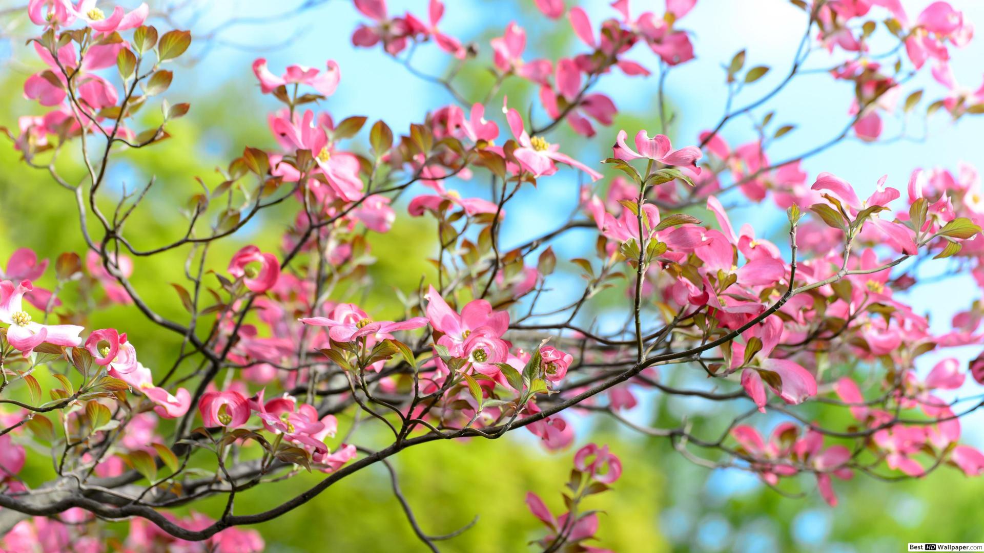 Flower And Tree 4k Background - HD Wallpaper 
