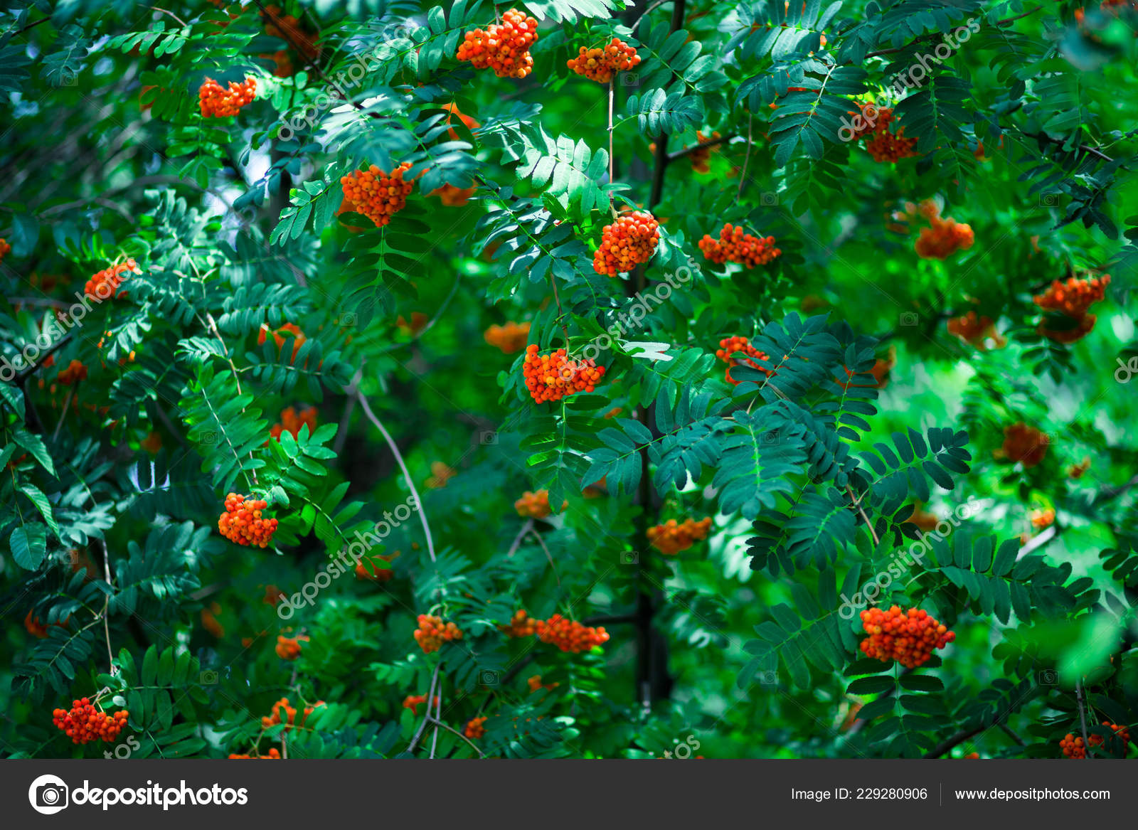 Caesalpinia - HD Wallpaper 