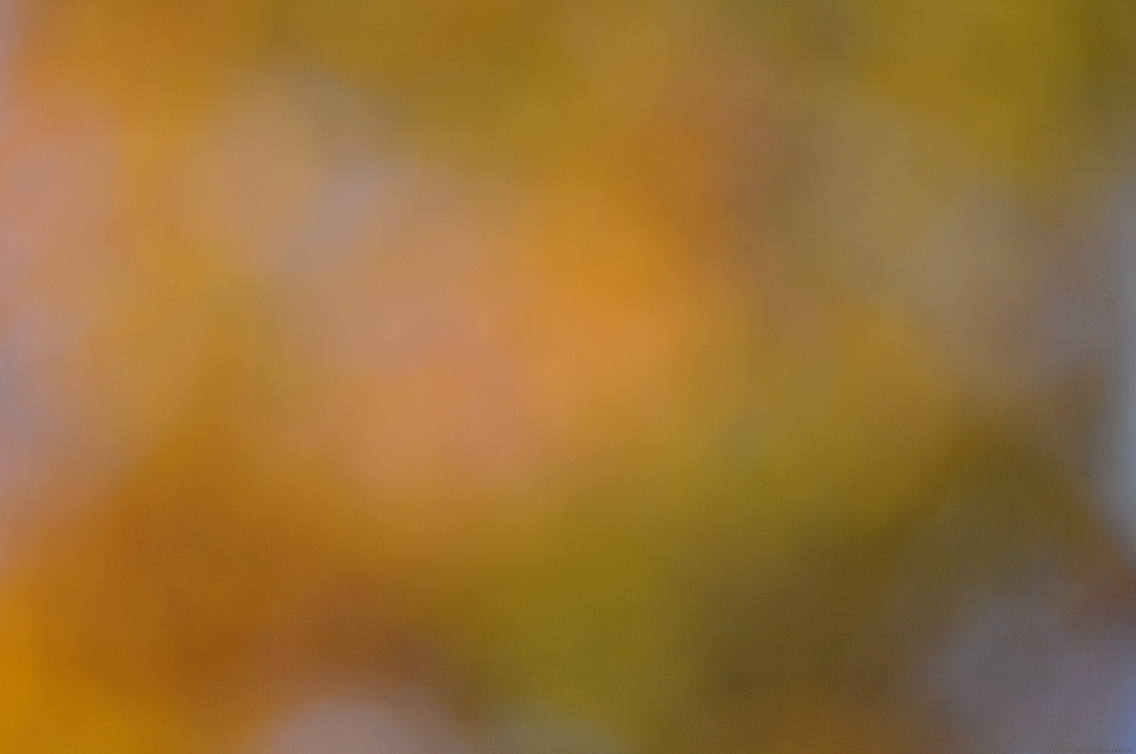 Gold - HD Wallpaper 