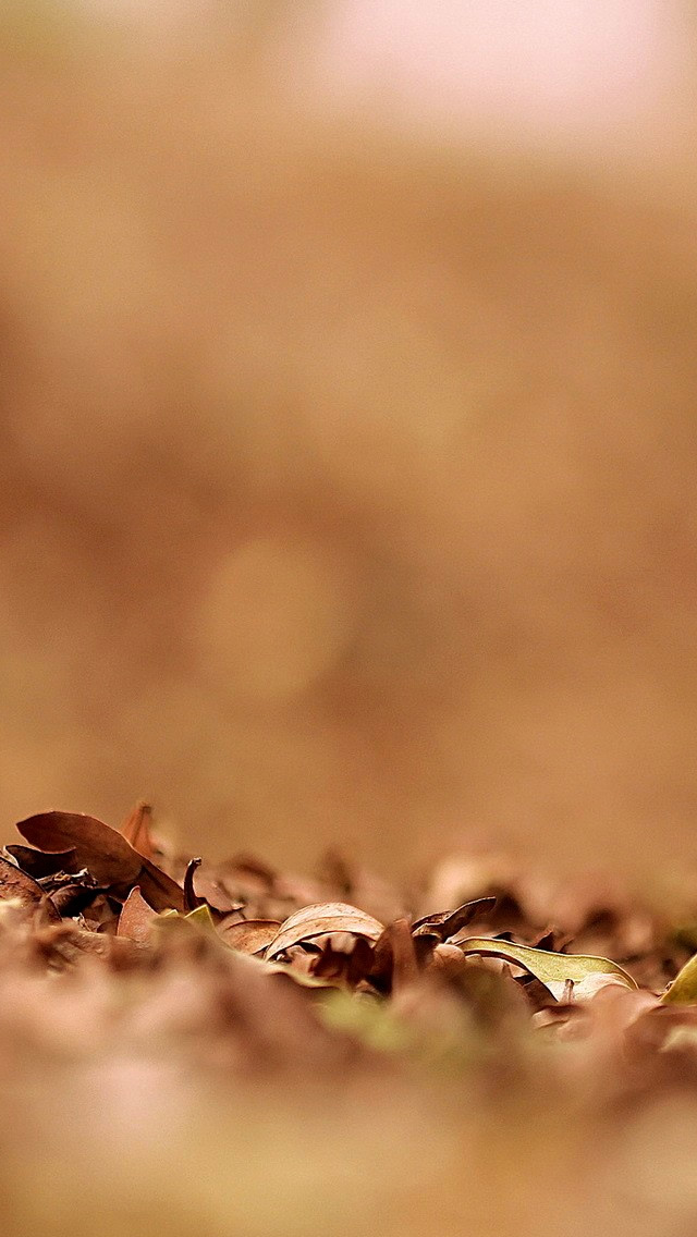 Autumn Leaves Iphone Wallpaper - Hd Wallpapers Dry Nature - HD Wallpaper 