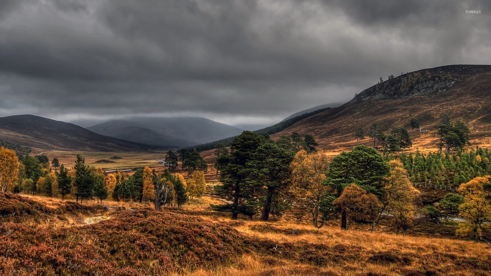 Birds On Autumn Trees - HD Wallpaper 
