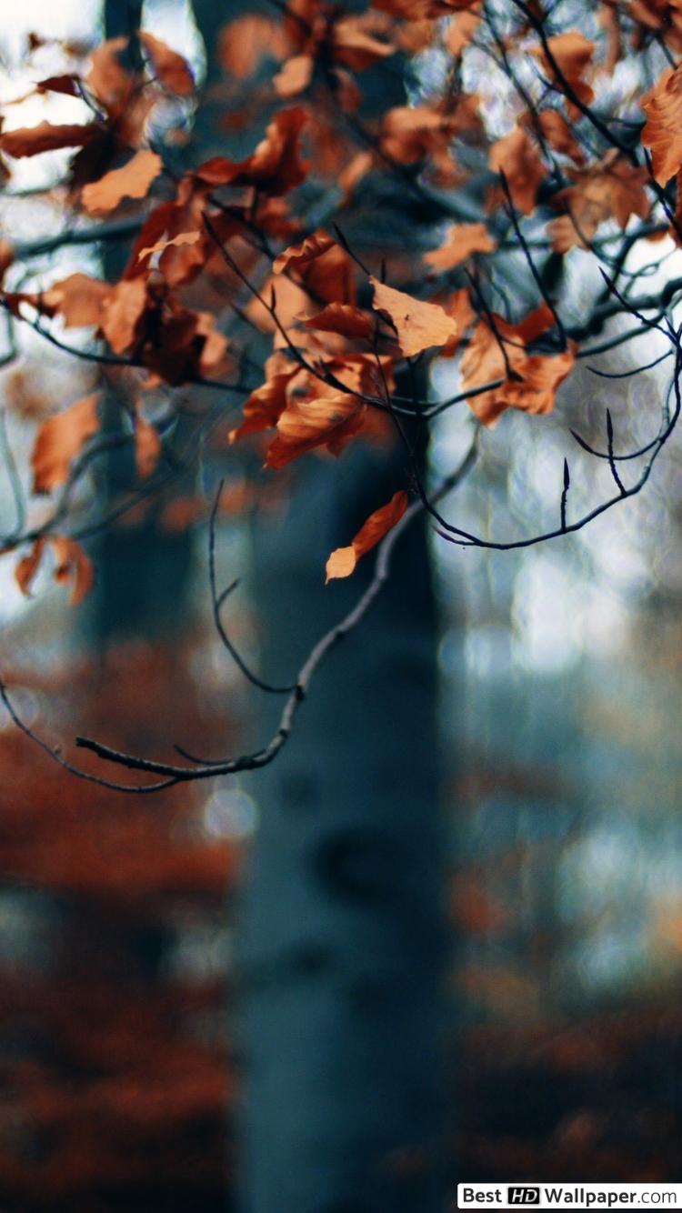 Forest Bokeh - HD Wallpaper 