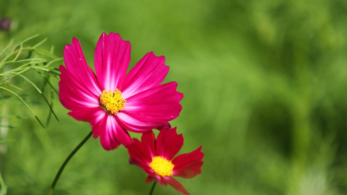Autumn Flowers-grass In The Cosmos Wallpaper - 2 Flower - HD Wallpaper 