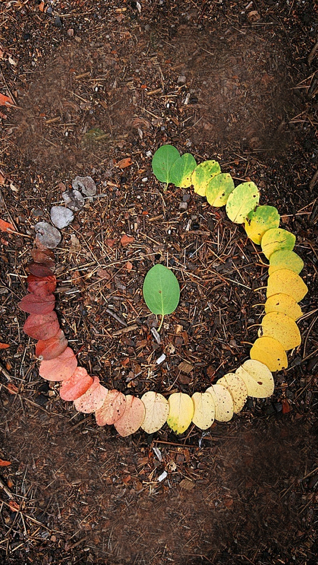Lifecycle Of A Leaf - HD Wallpaper 