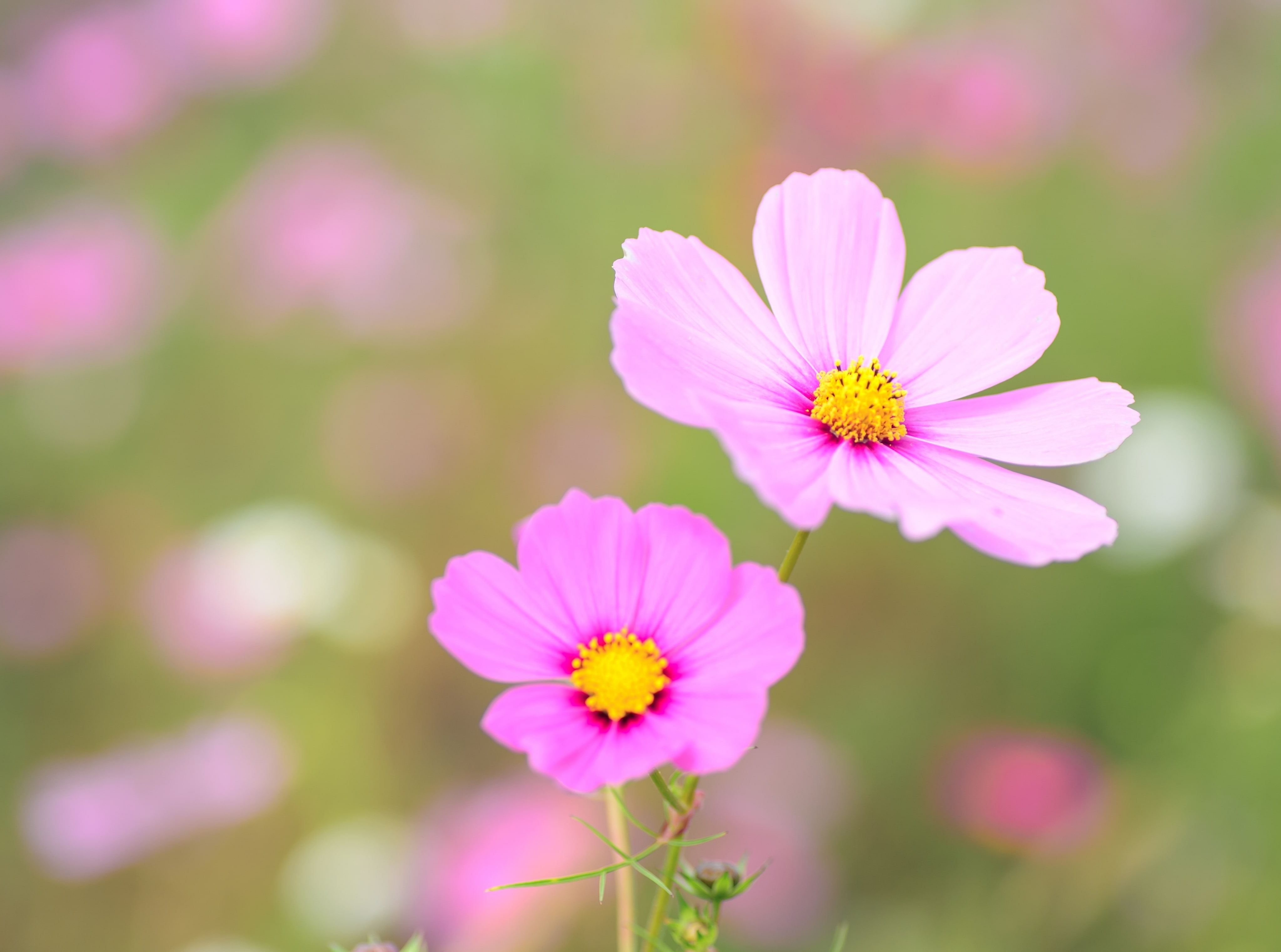 Natural Flowers Hd - HD Wallpaper 