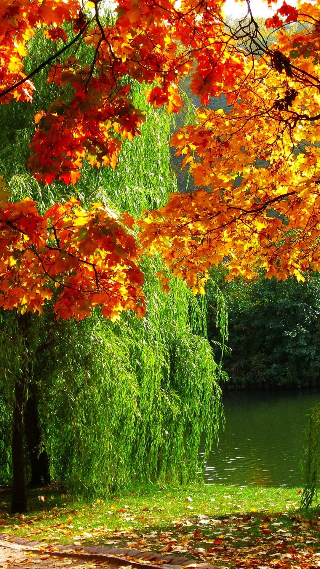 Iphone Wallpaper Forest, Autumn, Leaves, River - High Resolution Landscape Background - HD Wallpaper 