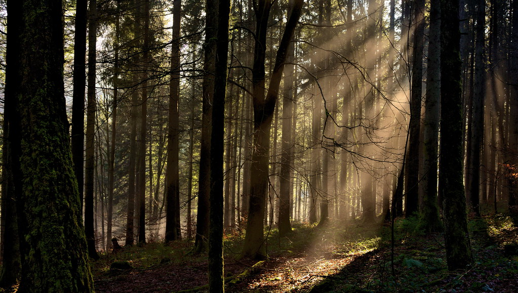 Spruce-fir Forest - HD Wallpaper 