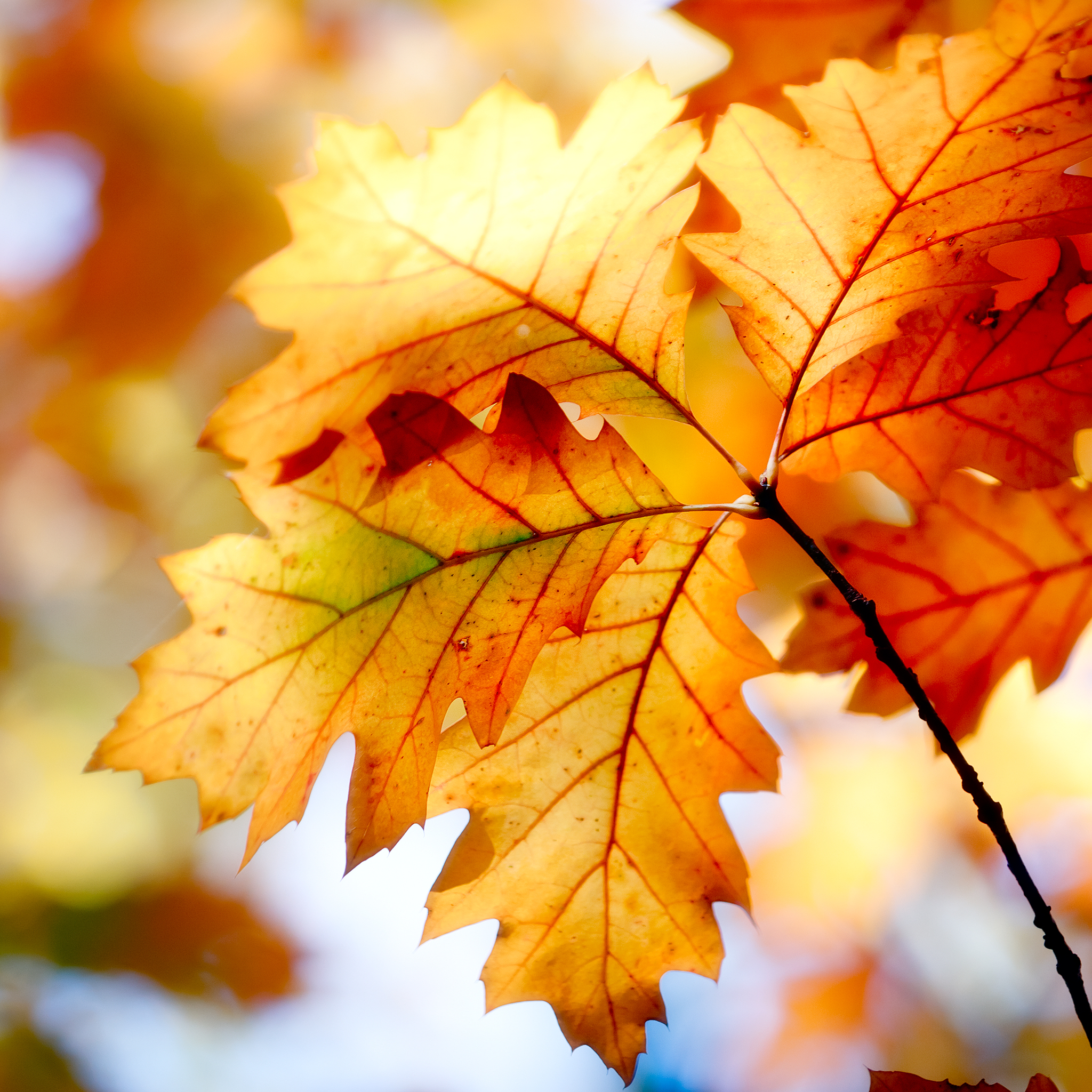Fall Wallpaper For Ipad Air - HD Wallpaper 