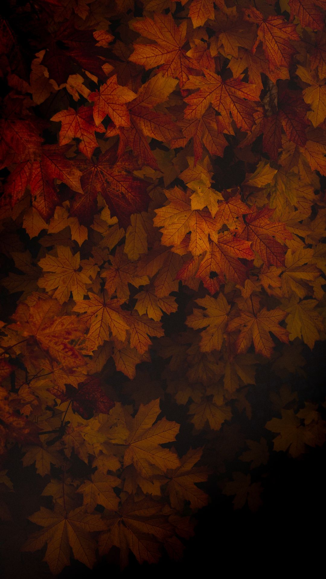 Dark Fall Leaves Background - HD Wallpaper 