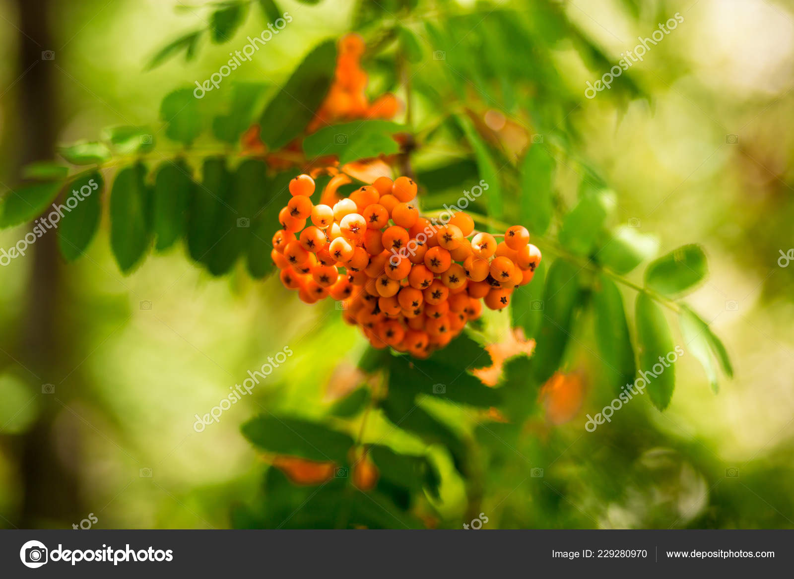 Close-up - HD Wallpaper 