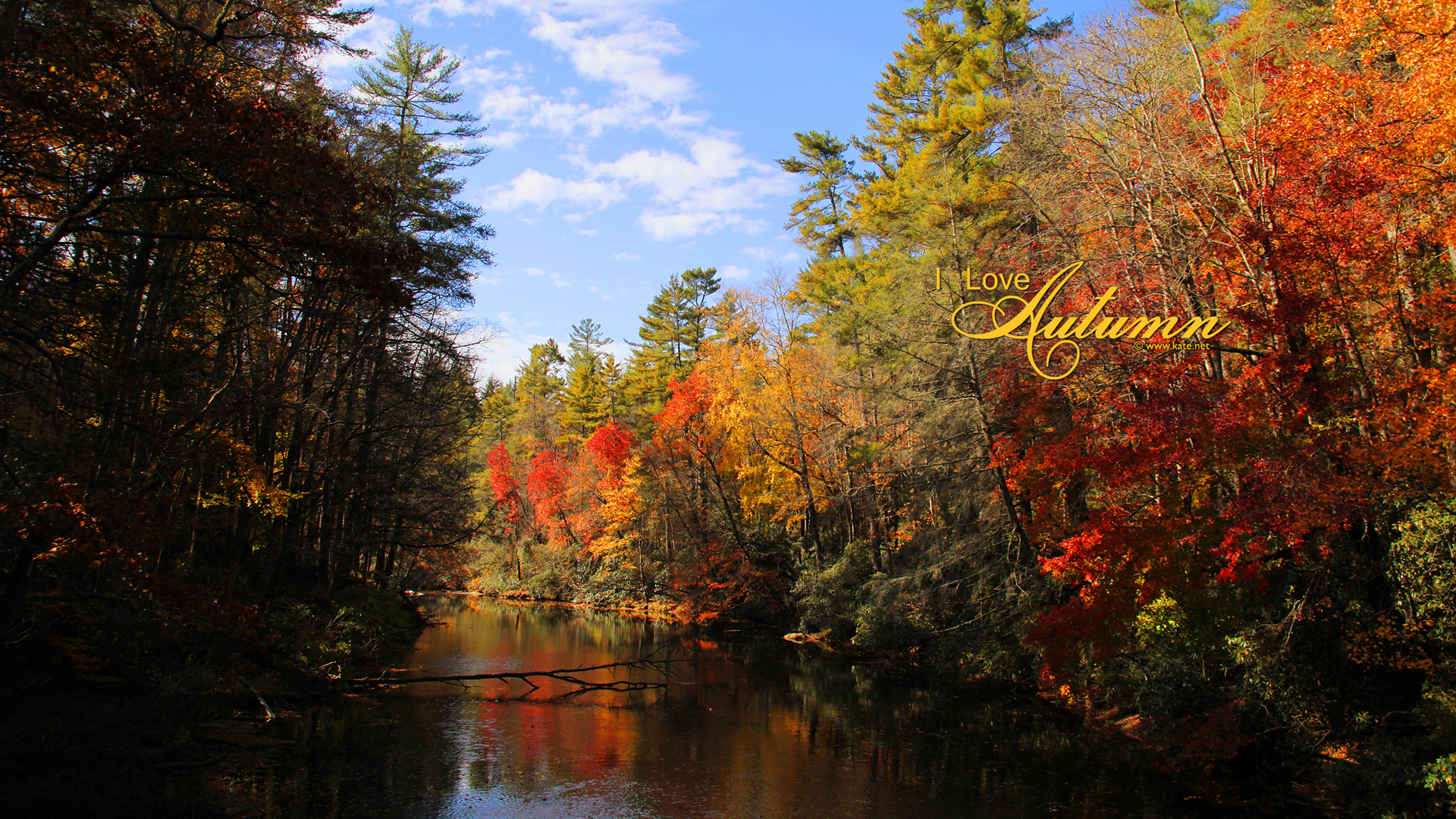 Wallpaper - HD Wallpaper 