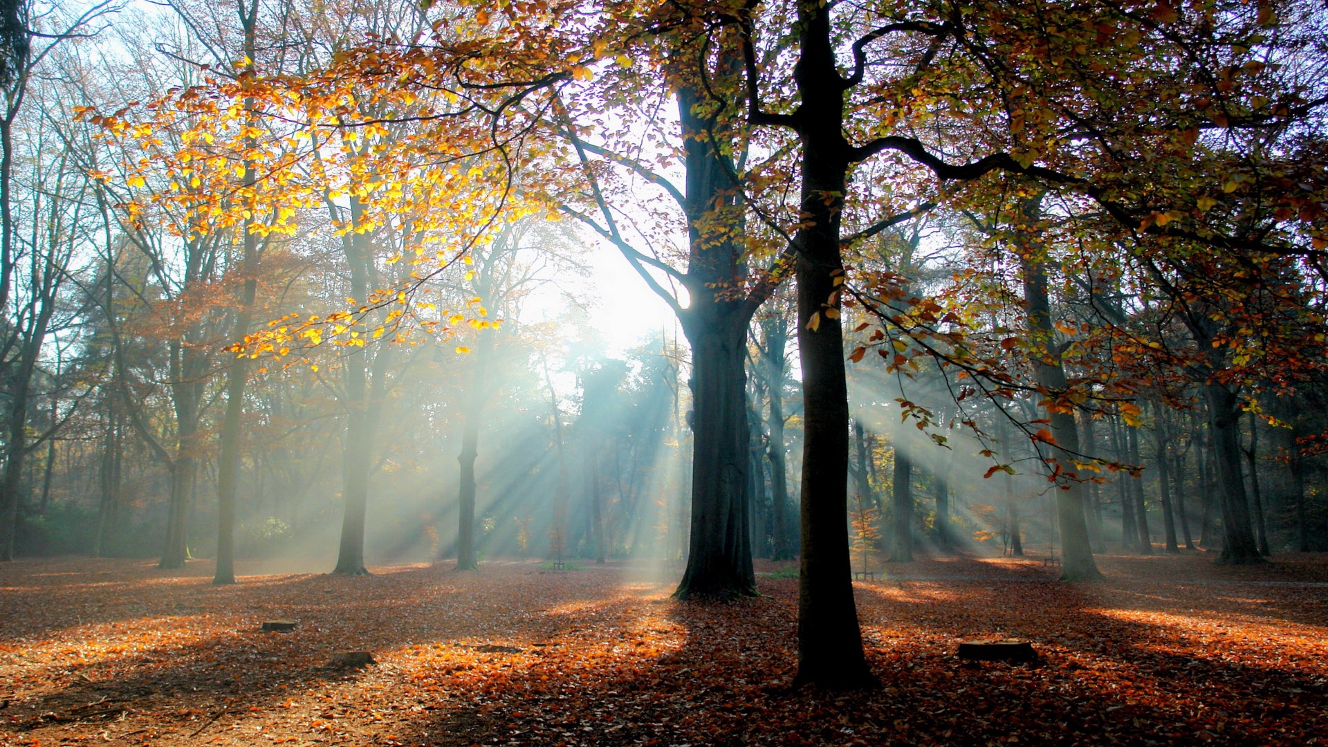 Herbst Rote Blatter Waldbaumen Hd Wallpaper Autumn With Sun Rays 19x1080 Wallpaper Teahub Io